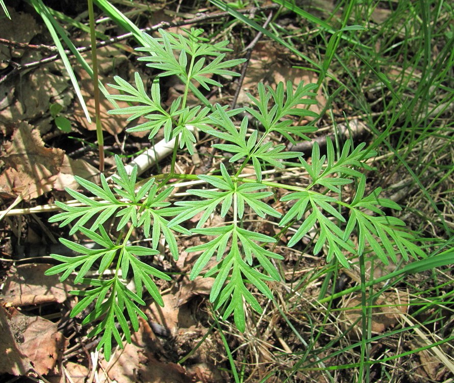 Image of Thyselium palustre specimen.