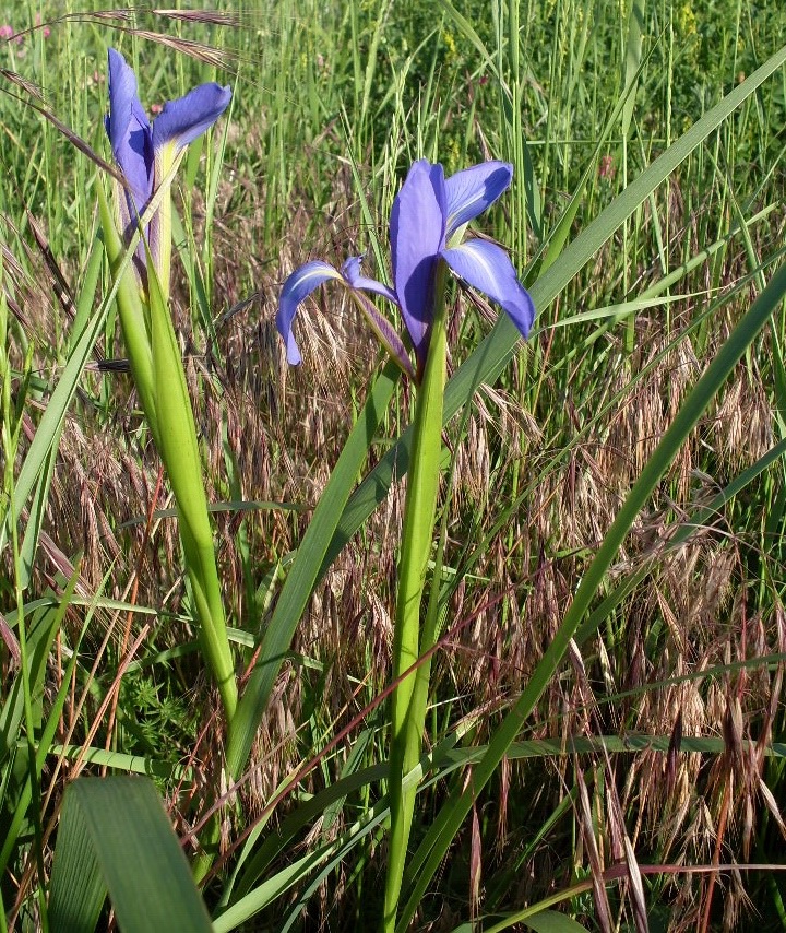 Image of Iris notha specimen.