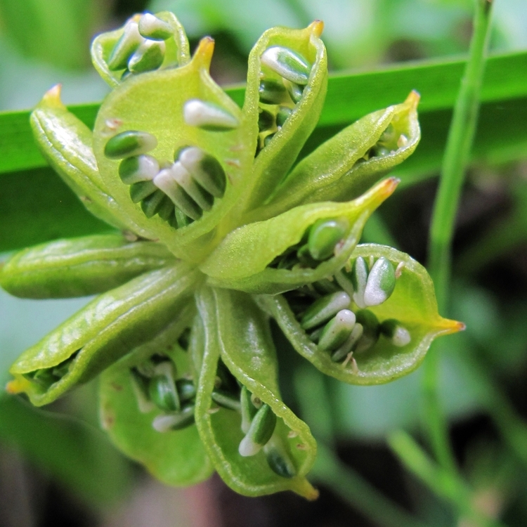 Image of Caltha palustris specimen.