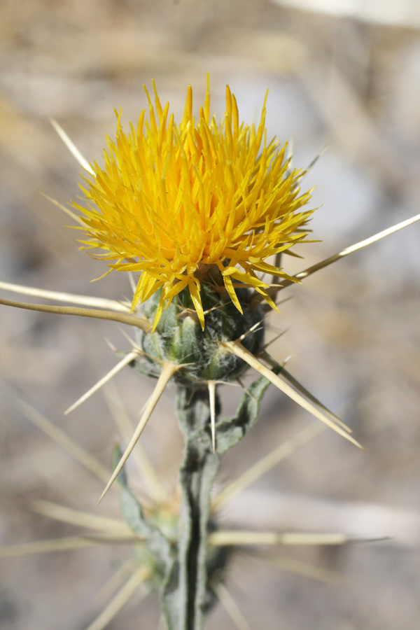 Изображение особи Centaurea solstitialis.