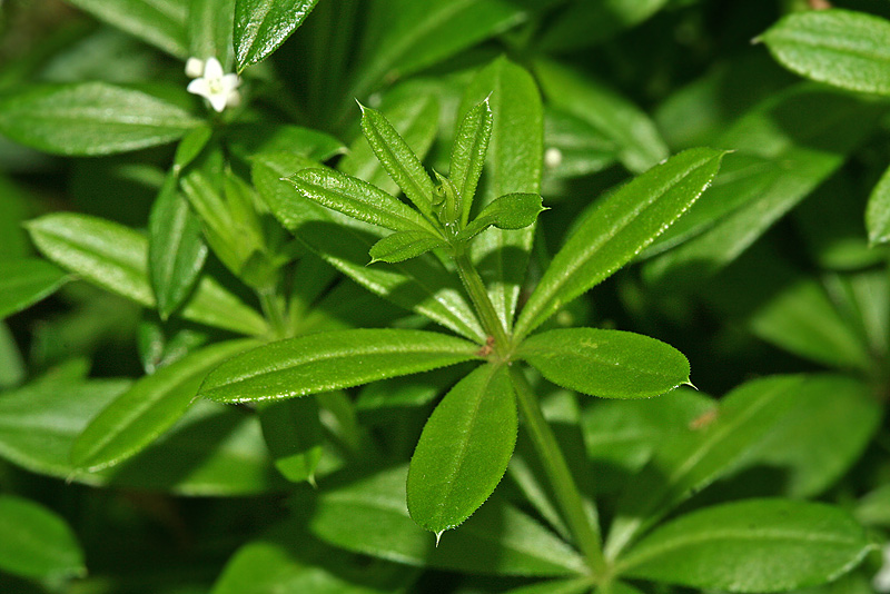 Image of Galium rivale specimen.