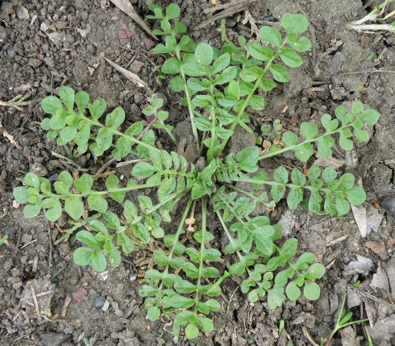 Image of Capsella bursa-pastoris specimen.