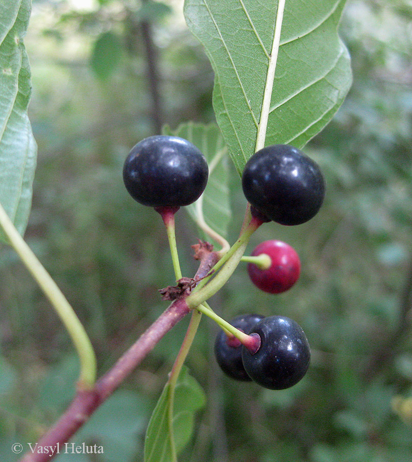 Image of Frangula alnus specimen.