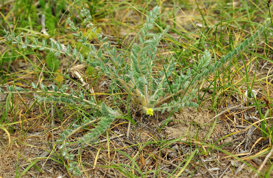 Image of Astragalus mucidus specimen.