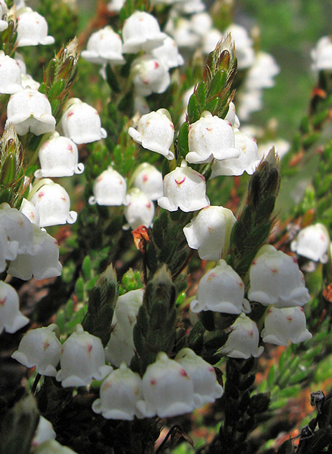 Image of Cassiope ericoides specimen.