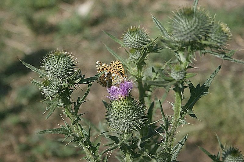 Image of Cirsium vulgare specimen.