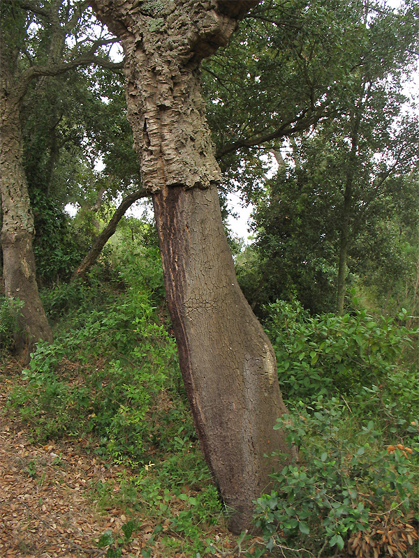 Image of Quercus suber specimen.