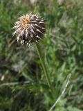 Asteraceae