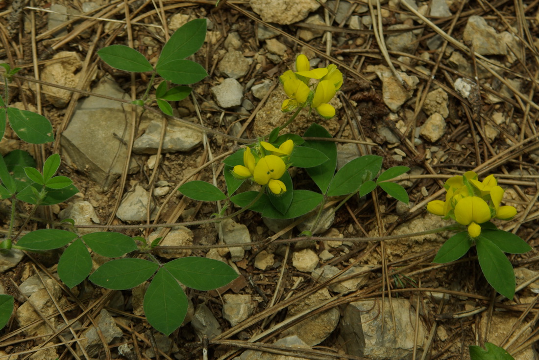 Изображение особи Argyrolobium biebersteinii.