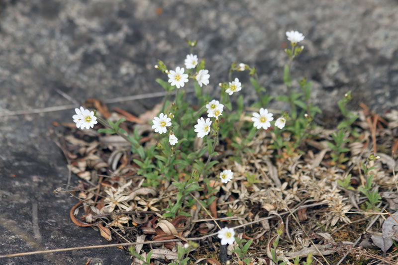 Image of Cerastium arvense specimen.