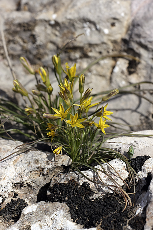 Image of genus Gagea specimen.