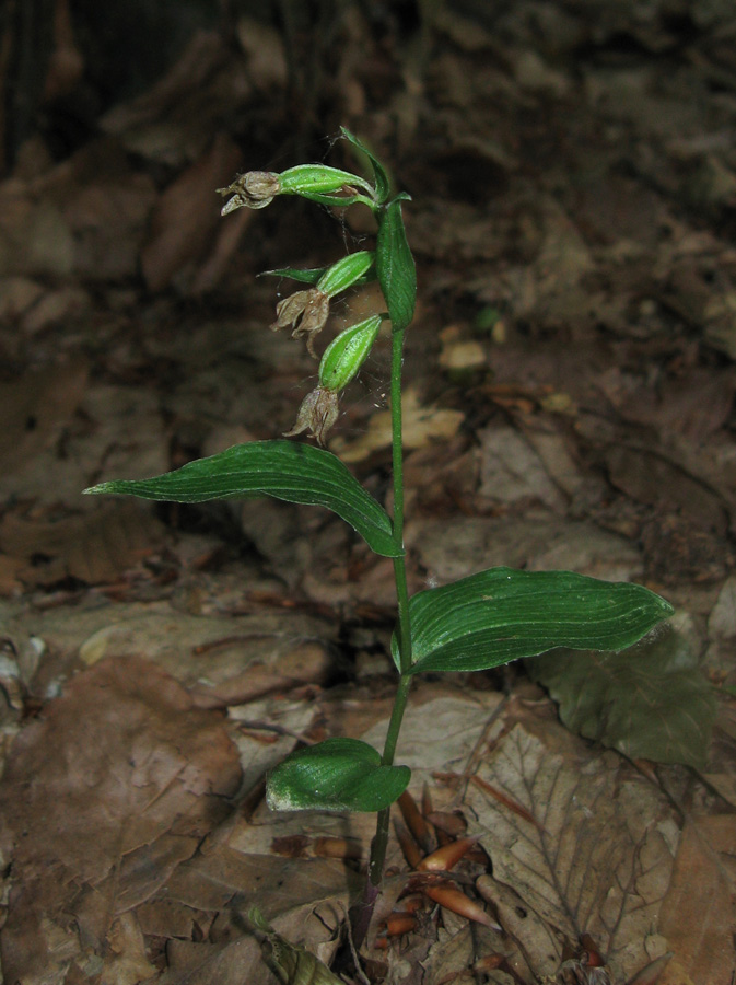 Image of Epipactis persica specimen.