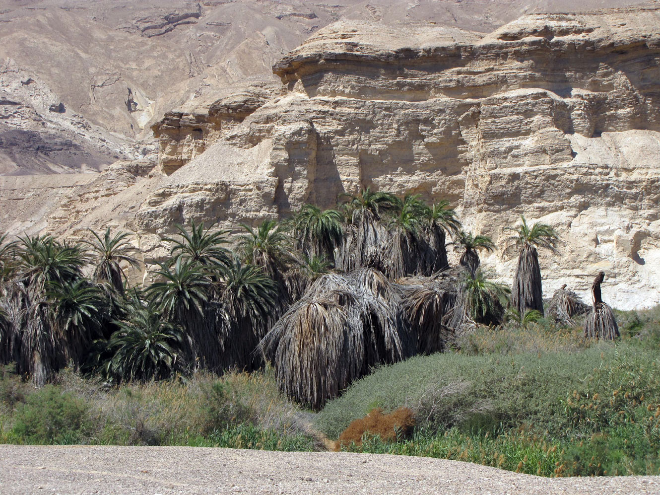 Image of Phoenix dactylifera specimen.