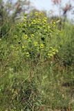 Euphorbia jaxartica. Верхушка цветущего растения. Южный Казахстан, правобережье Сыр-Дарьи выше устья Арыси. 26.05.2012.