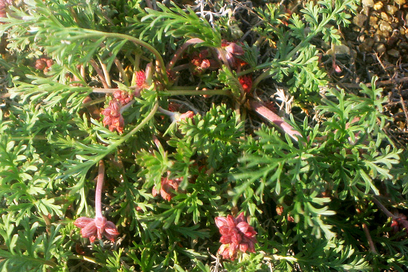 Image of Erodium beketowii specimen.