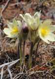 Pulsatilla orientali-sibirica