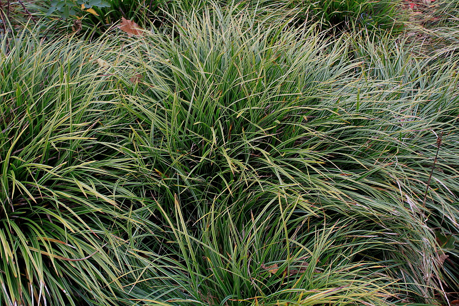 Image of Carex morrowii specimen.