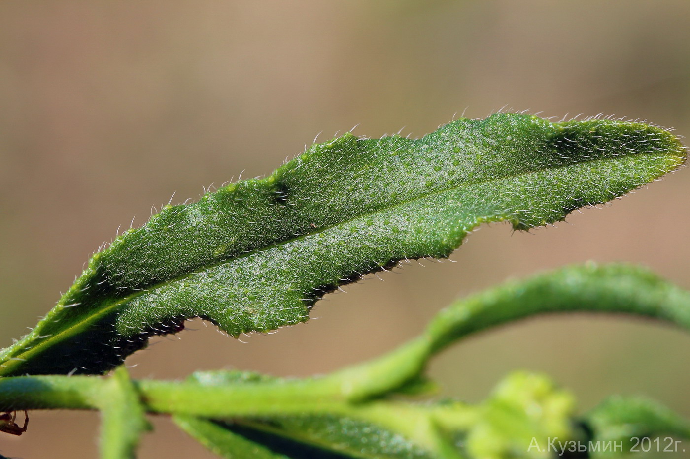 Изображение особи Anchusa ochroleuca.