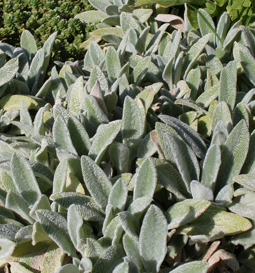 Image of Stachys byzantina specimen.