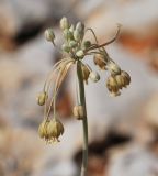 Allium hermoneum. Соцветие. Israel, Mount Hermon. 09.07.2011.