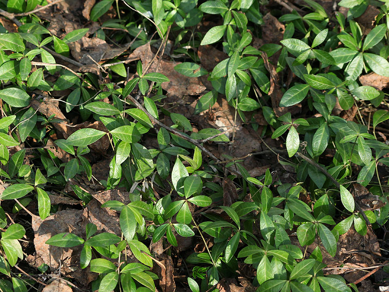 Image of Vinca minor specimen.