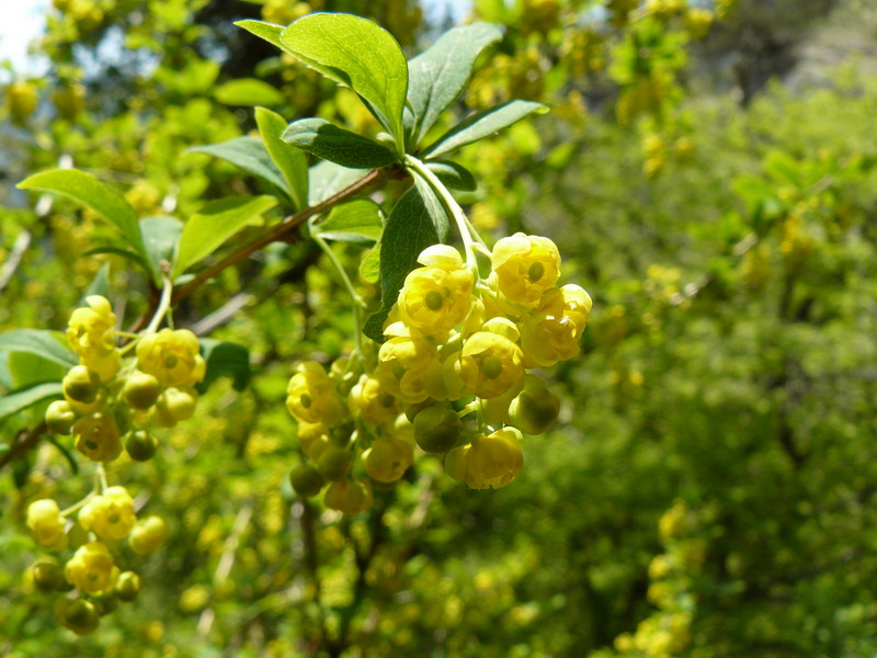 Изображение особи Berberis vulgaris.