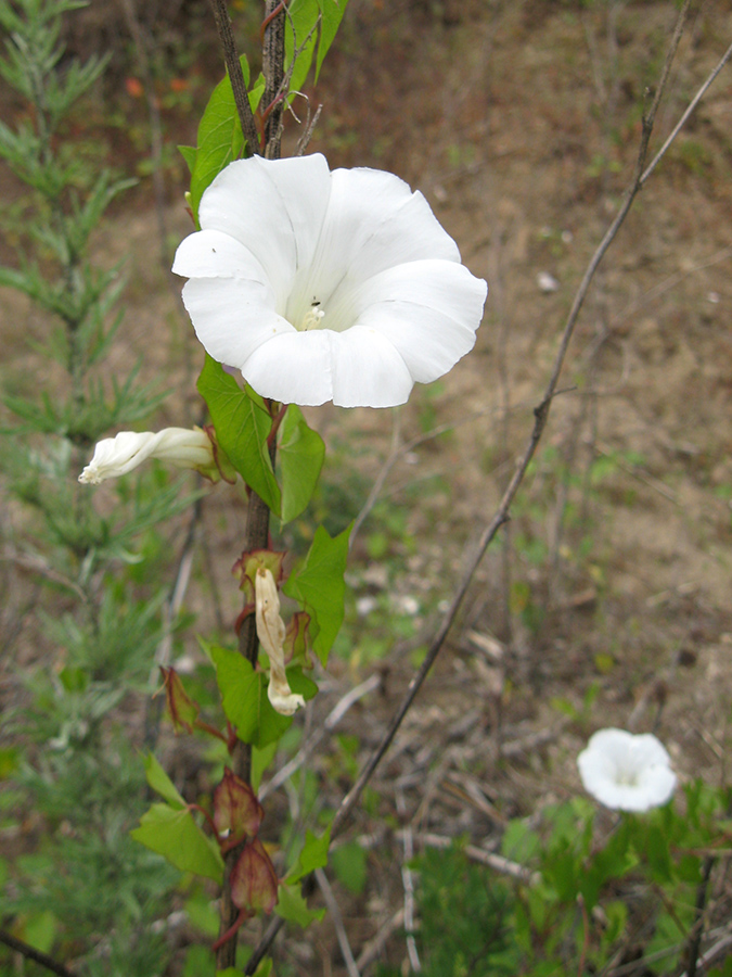 Image of Calystegia sepium specimen.