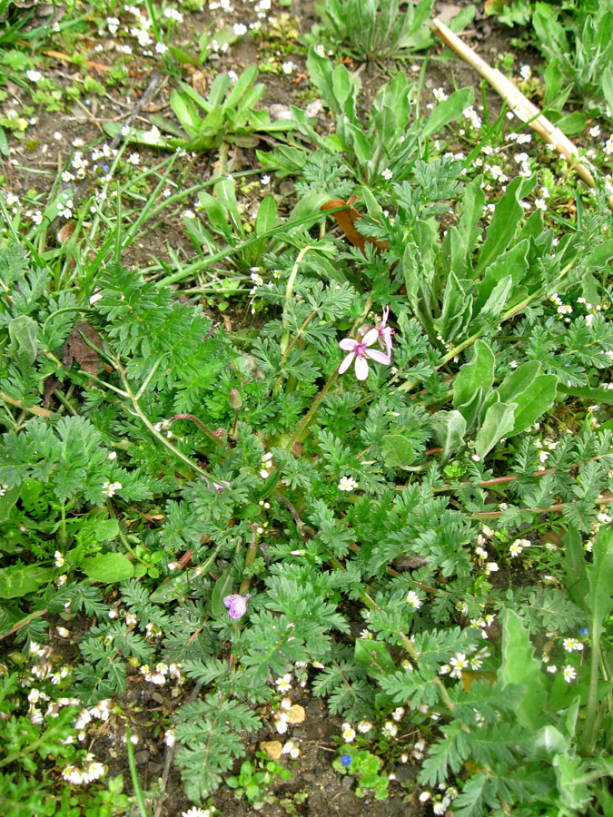 Изображение особи Erodium cicutarium.