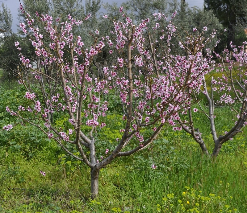 Изображение особи Persica vulgaris var. nectarina.