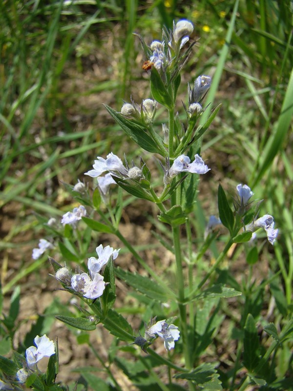 Image of Nepeta parviflora specimen.