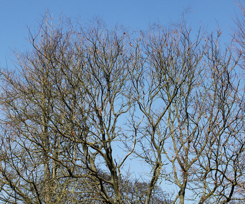 Image of Koelreuteria paniculata specimen.