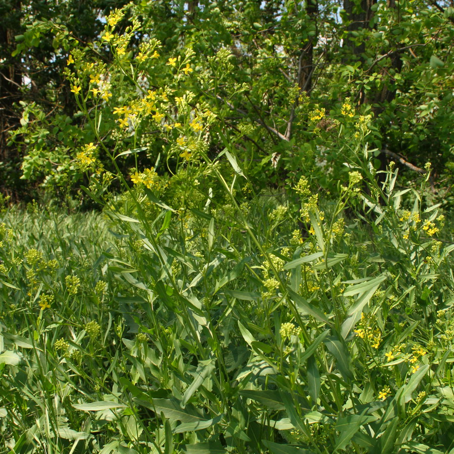 Image of Sisymbrium volgense specimen.