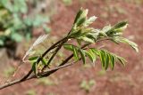 Amorpha fruticosa. Веточка с молодыми побегами. Германия, г. Krefeld, Ботанический сад. 11.05.2013.