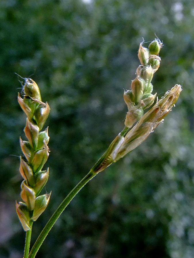 Изображение особи Carex lancibracteata.