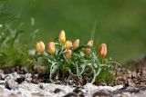 Tulipa lemmersii. Расцветающие растения. Южный Казахстан, край плато над каньоном Машат. 08.04.2013.