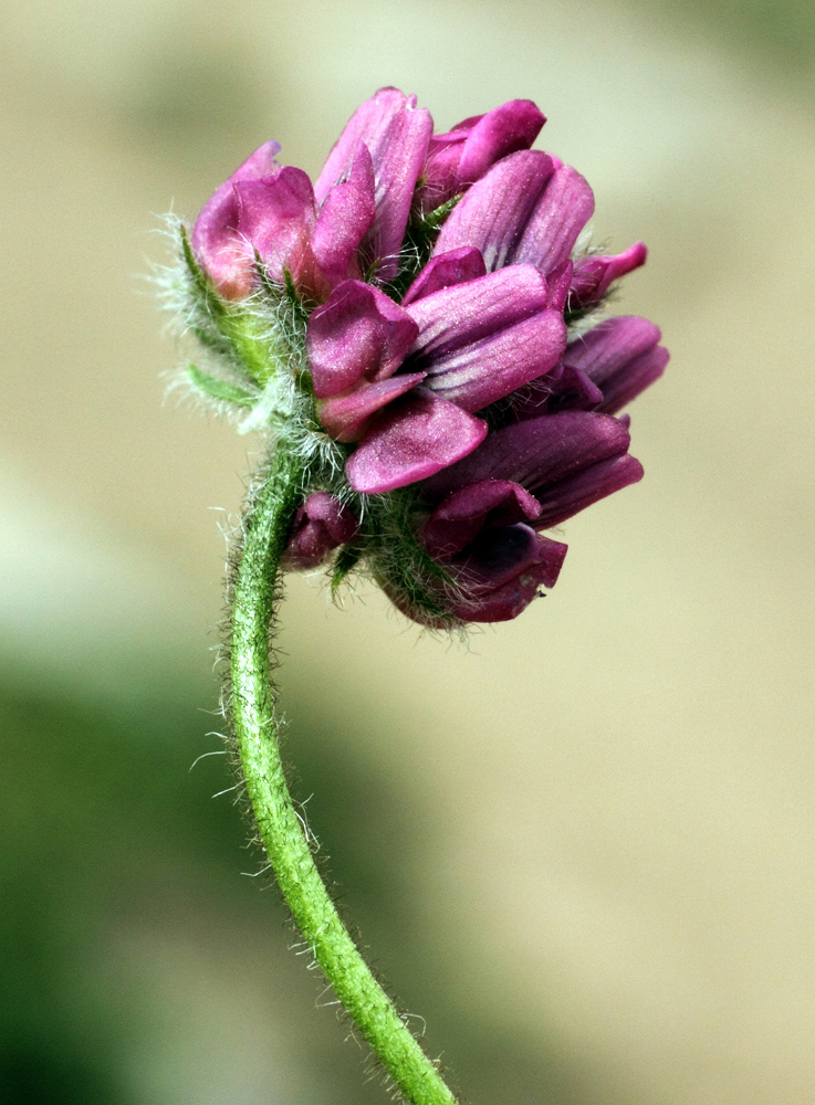 Изображение особи Oxytropis microsphaera.