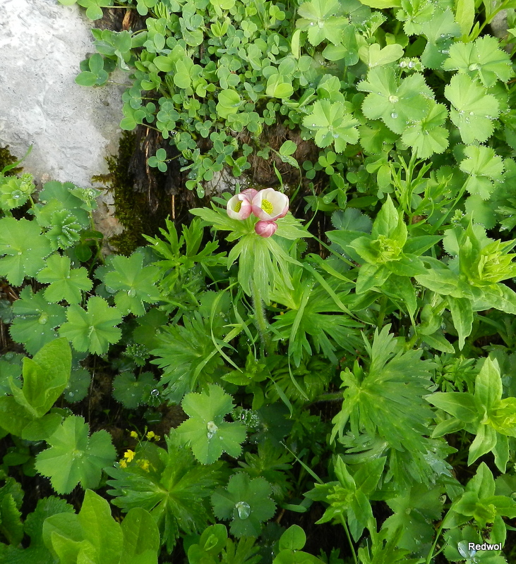 Изображение особи Anemonastrum fasciculatum.