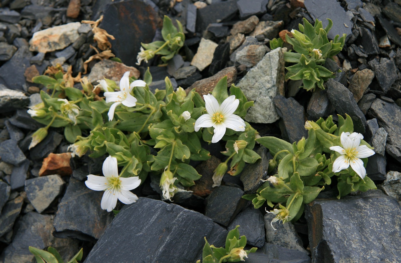 Image of Cerastium undulatifolium specimen.