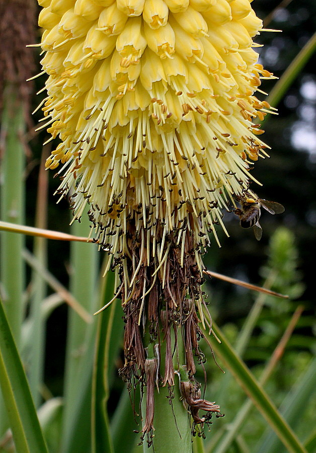 Изображение особи Kniphofia uvaria.