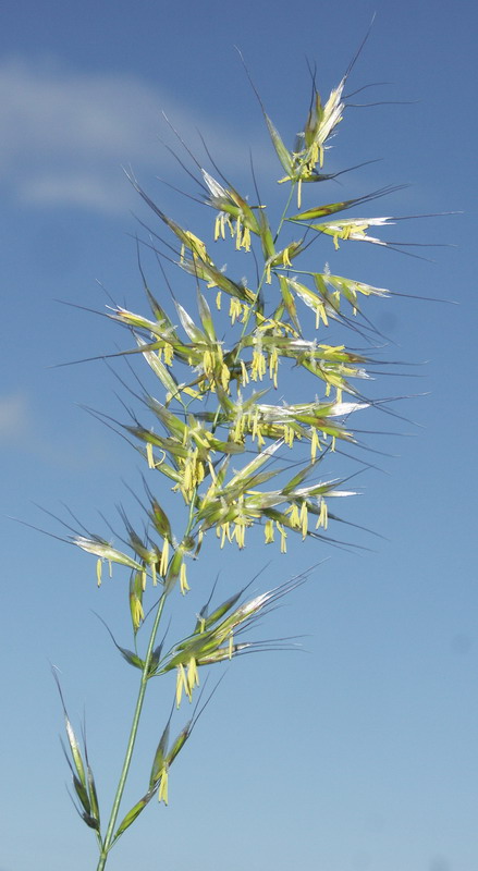 Image of Helictotrichon pubescens specimen.