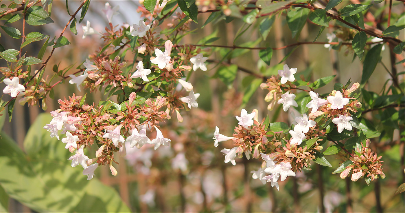 Image of Abelia &times; grandiflora specimen.