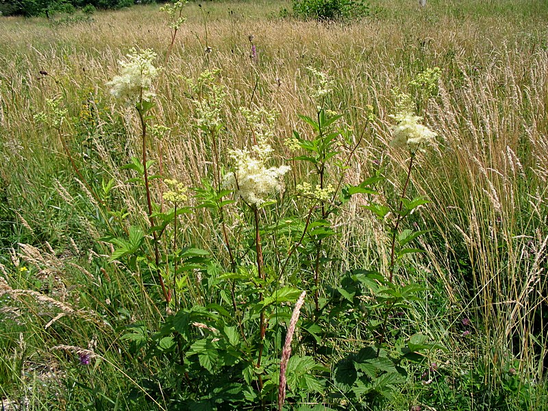 Изображение особи Filipendula ulmaria.