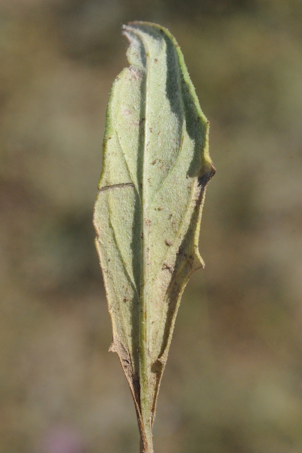 Image of Saussurea ninae specimen.