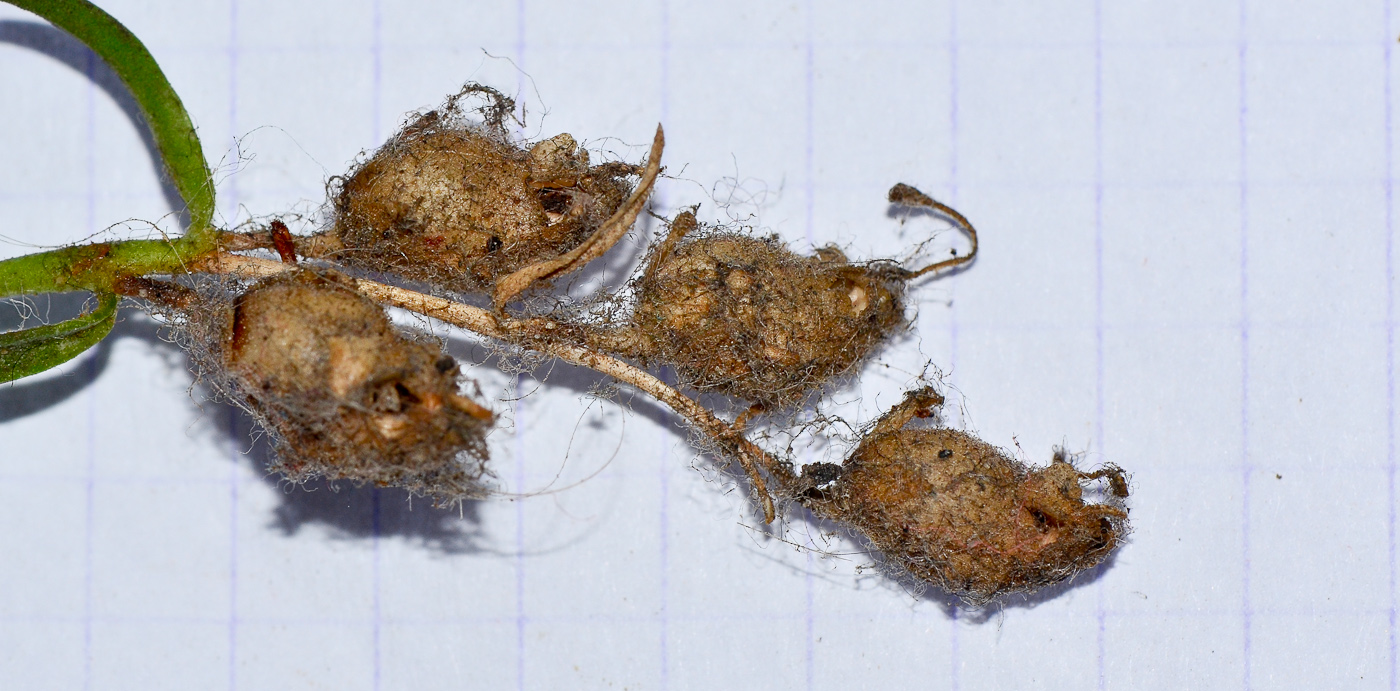 Image of Antirrhinum siculum specimen.