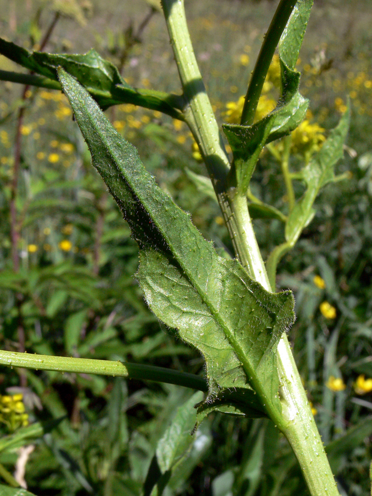 Image of Bunias orientalis specimen.