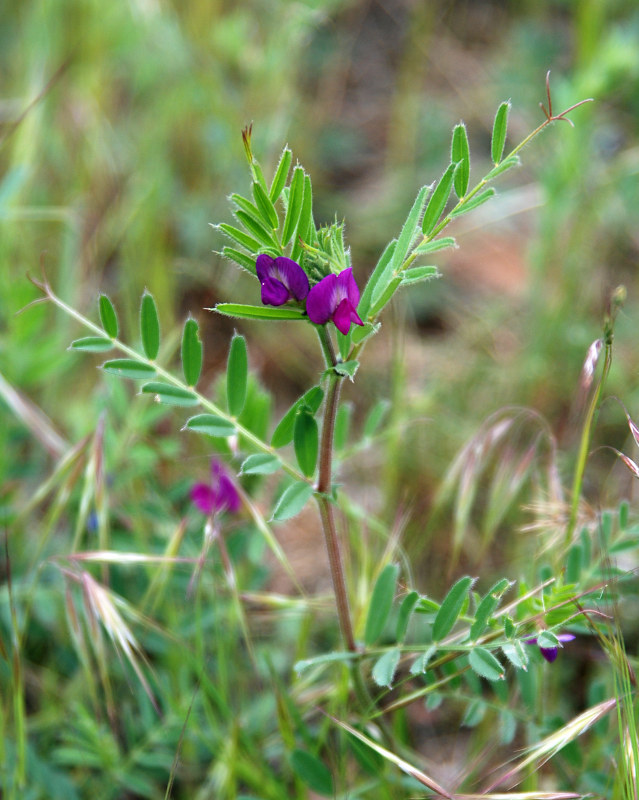 Image of Vicia cordata specimen.