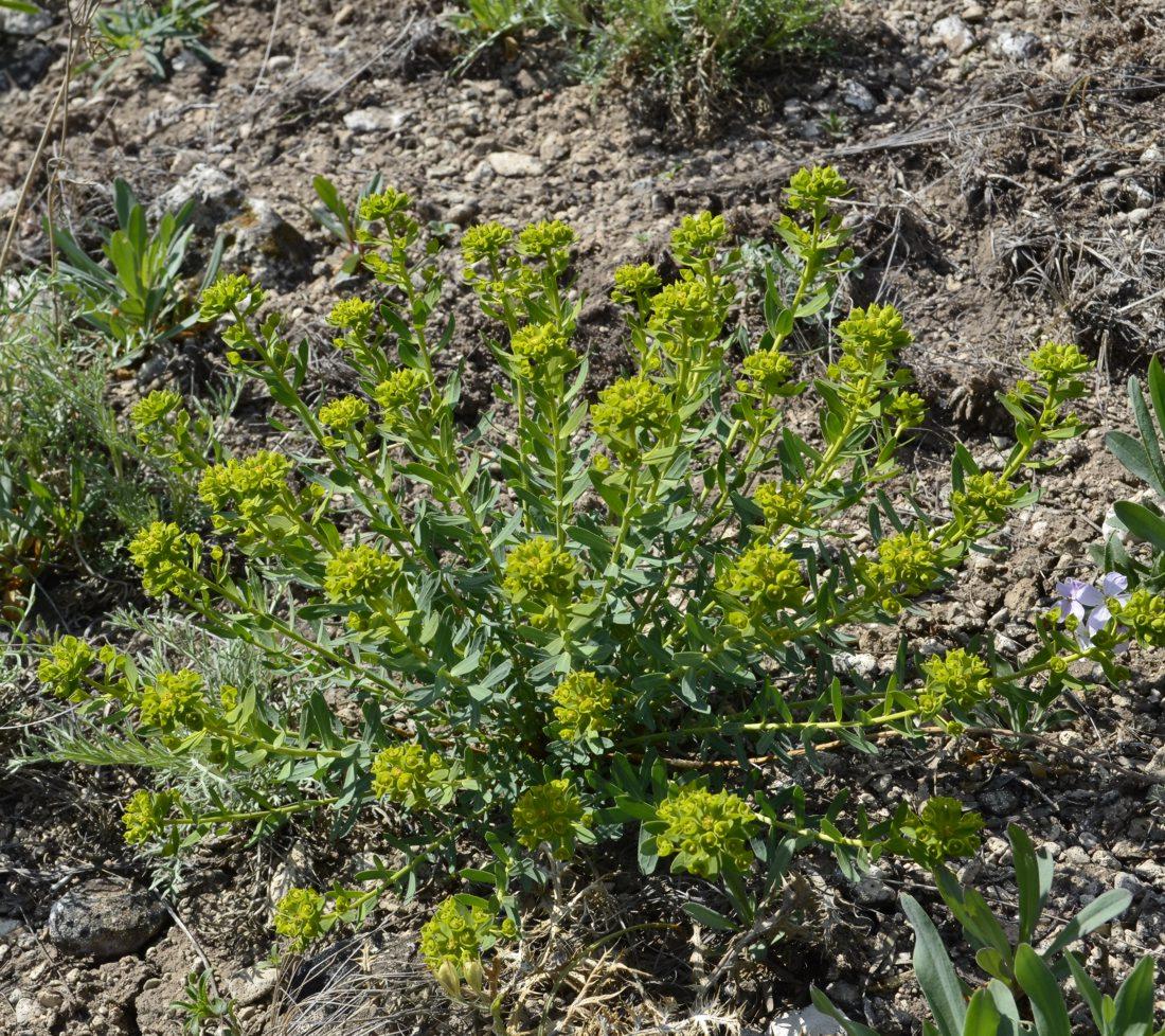 Image of Euphorbia seguieriana specimen.