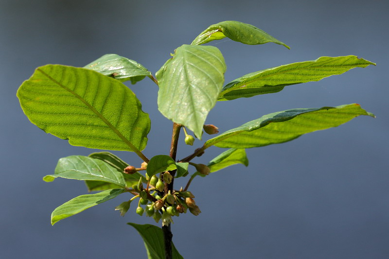 Image of Frangula alnus specimen.