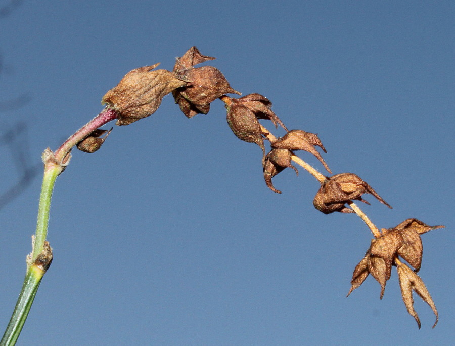 Image of Leycesteria formosa specimen.