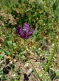 Roemeria hybrida. Верхушка цветущего и плодоносящего растения. Крым, Карадагский заповедник, биостанция, на обочине. 28 апреля 2014 г.